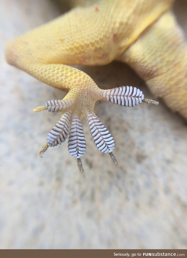 Gecko pads