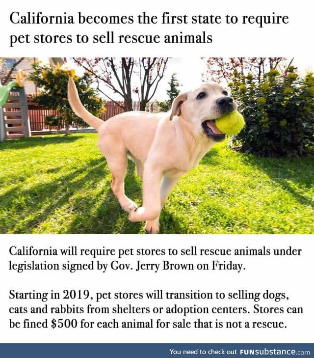 Sales from puppy mills are banned in California. Faith in humanity restored!