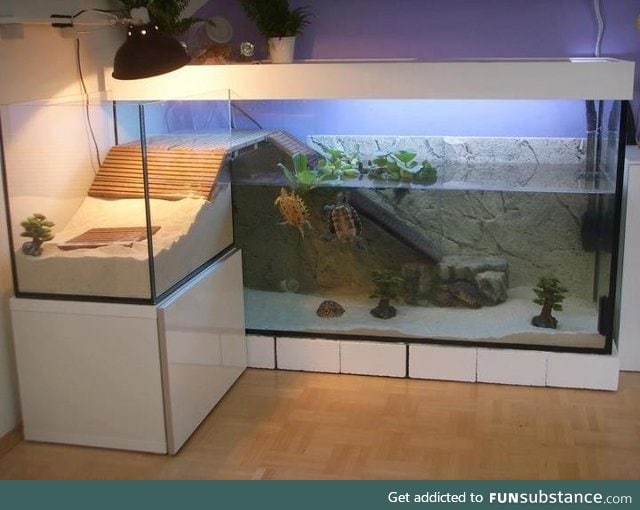 These turtles have a nicer apartment than I do