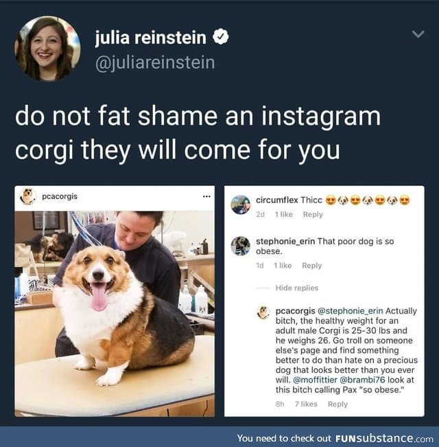 Dog fat shamming