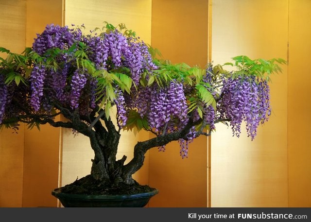 Wisteria bonsai