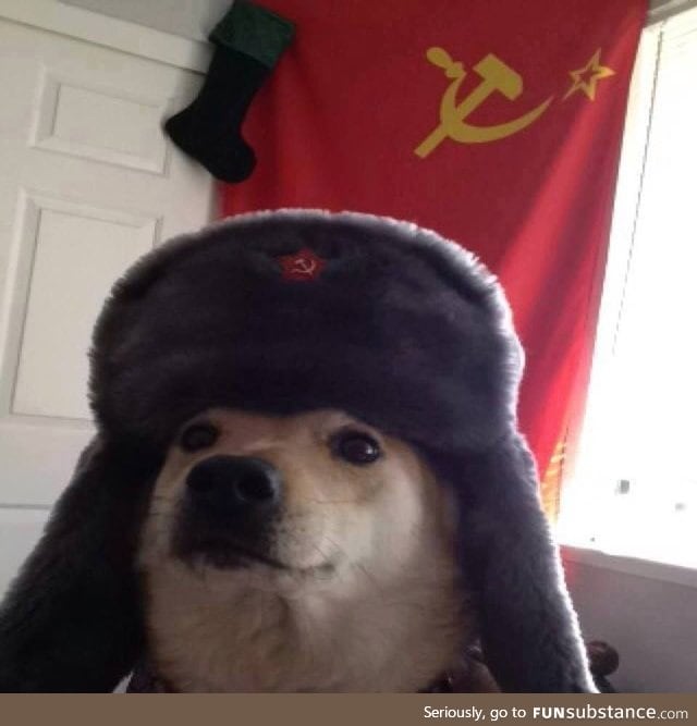 Slav doggo is here, you may ignore the shitposts