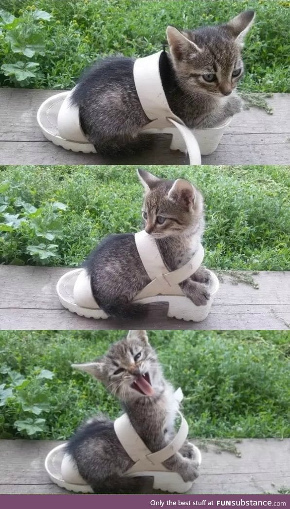 Just Some Kitten Sitting in a Shoe