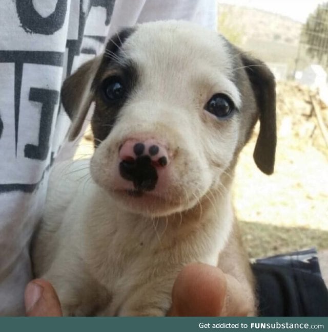 This little boy's snoot has a paw mark on it