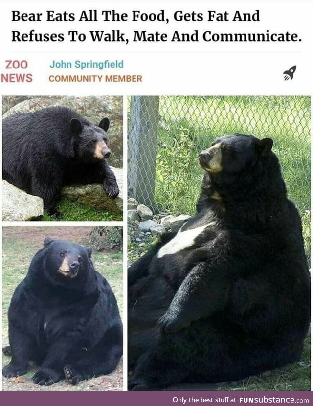 Bear troubles