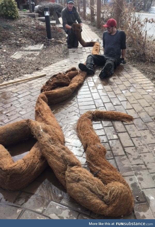 Weeping willow root pulled from storm drain