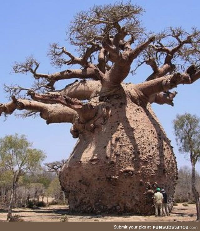 This trees girth - people for scale