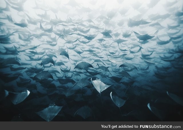 Manta rays galore