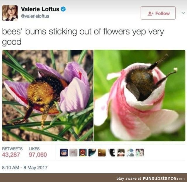 Bees