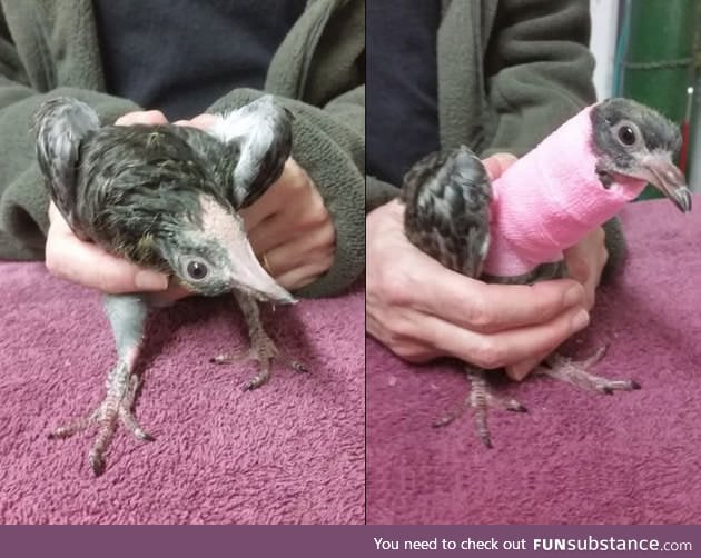 Treating a pigeon with a broken neck