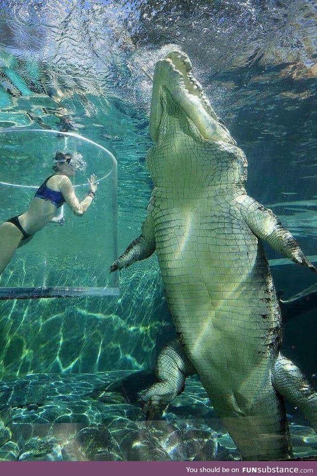 The sheer size of a saltwater crocodile