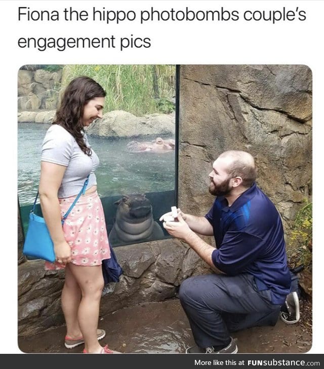 That goddamn hippo