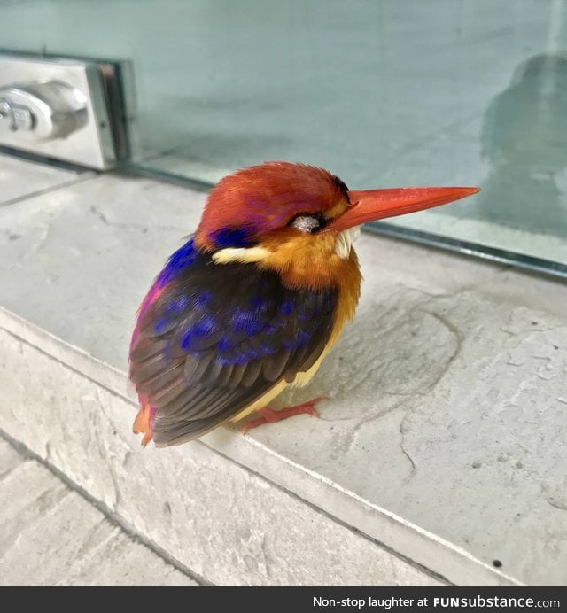 The oriental dwarf kingfisher