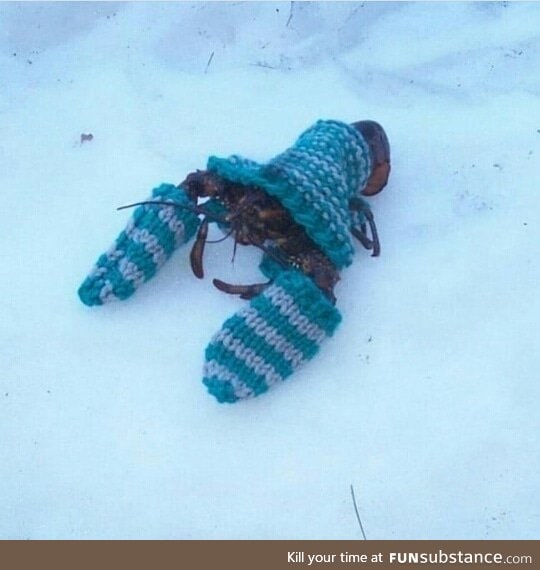 warm s n a p p y ocean boye