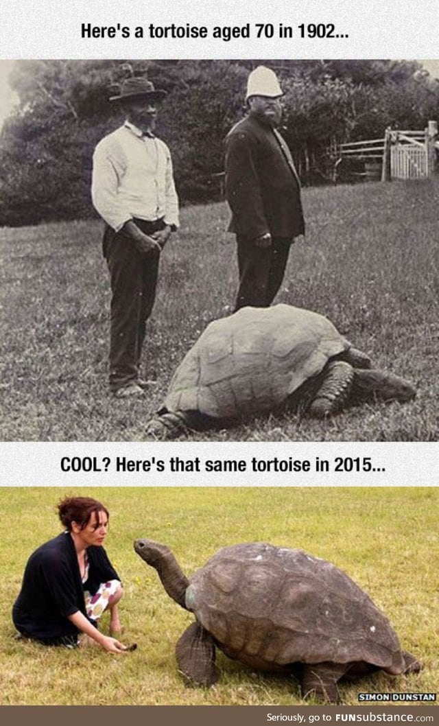 Giant tortoise