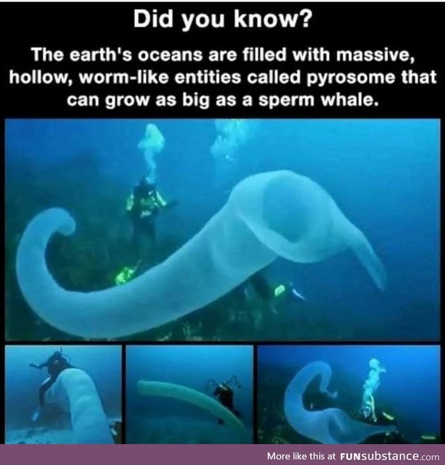 Pyrosomes are pretty cool. 