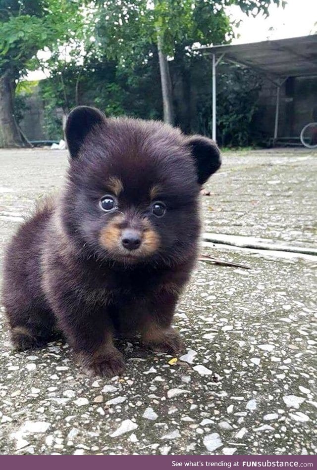 "fear me hooman! i'm a big bear! *roar* "