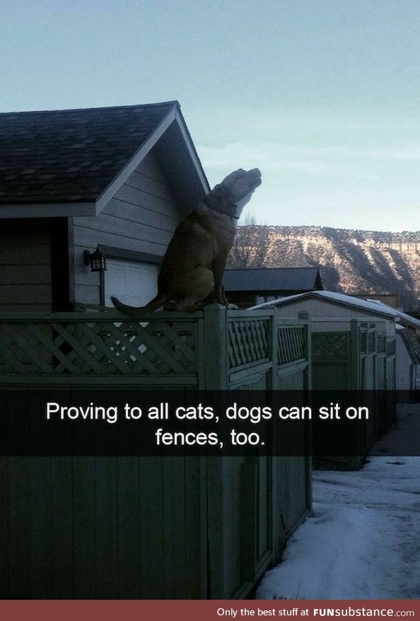 Dogs can sit on fences