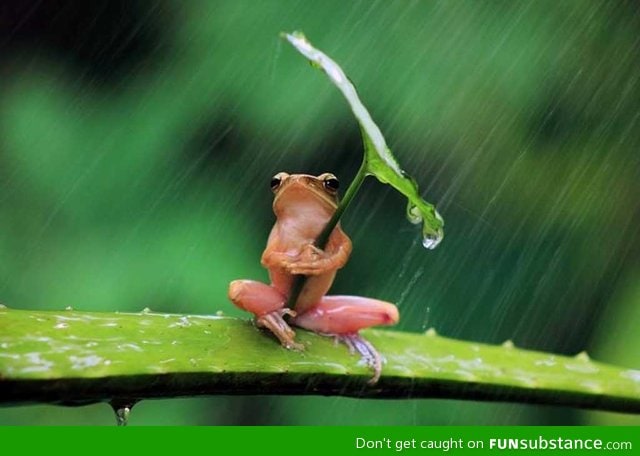 Froggy's little umbrella