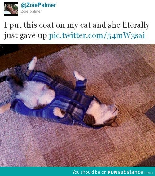 Cat gives up!