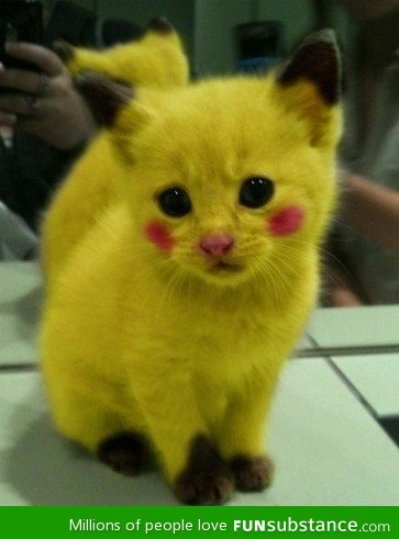 Pikacat