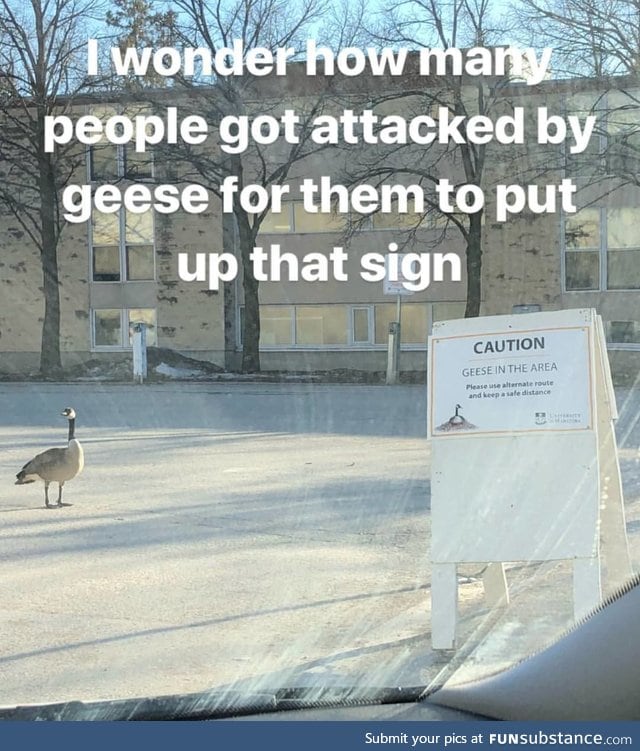 These geese don't play