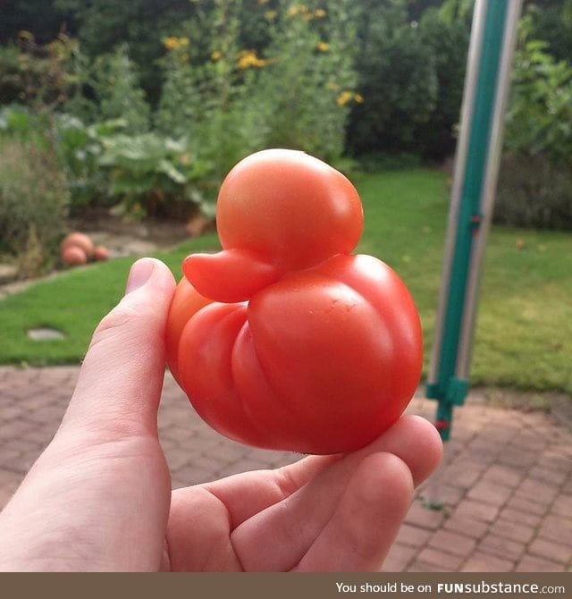 Rubberduck tomato