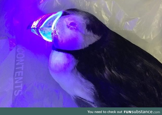 Puffins are bioluminescent