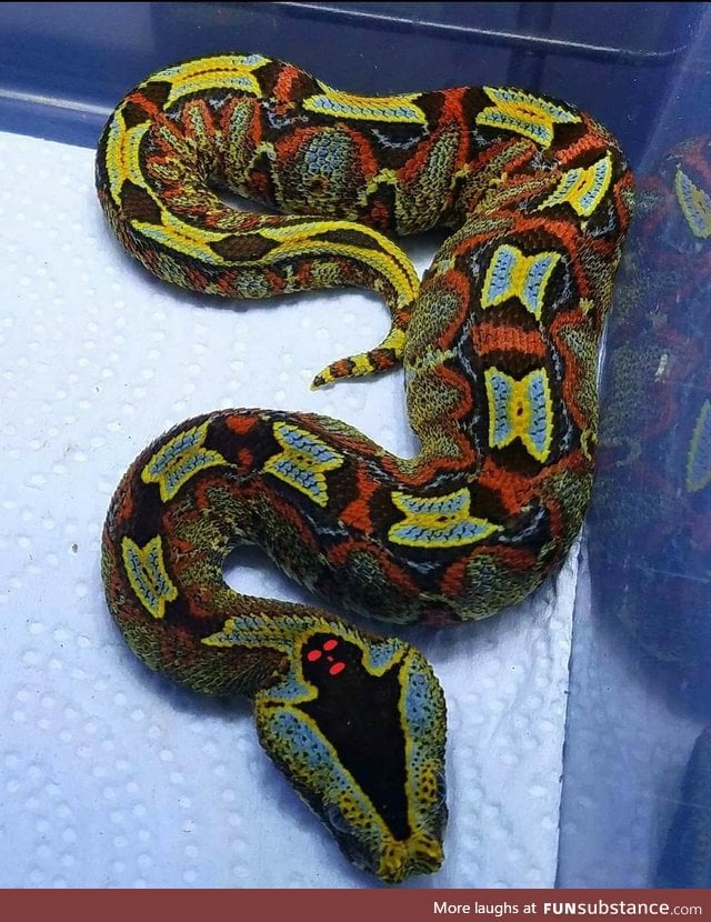 Beautiful Bitis viper has a mini ghost on its head 