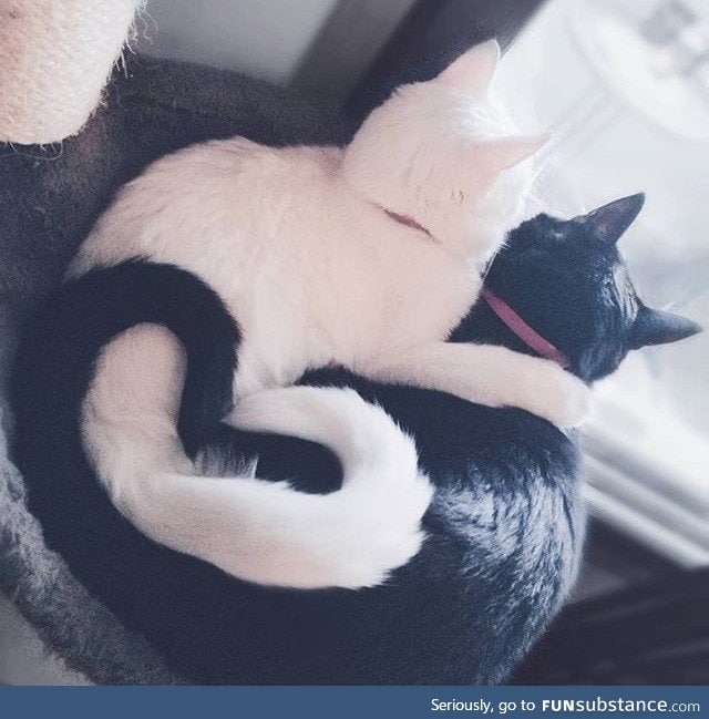 Yin and Yang Cats