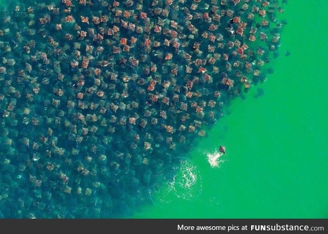 A fever of stingrays