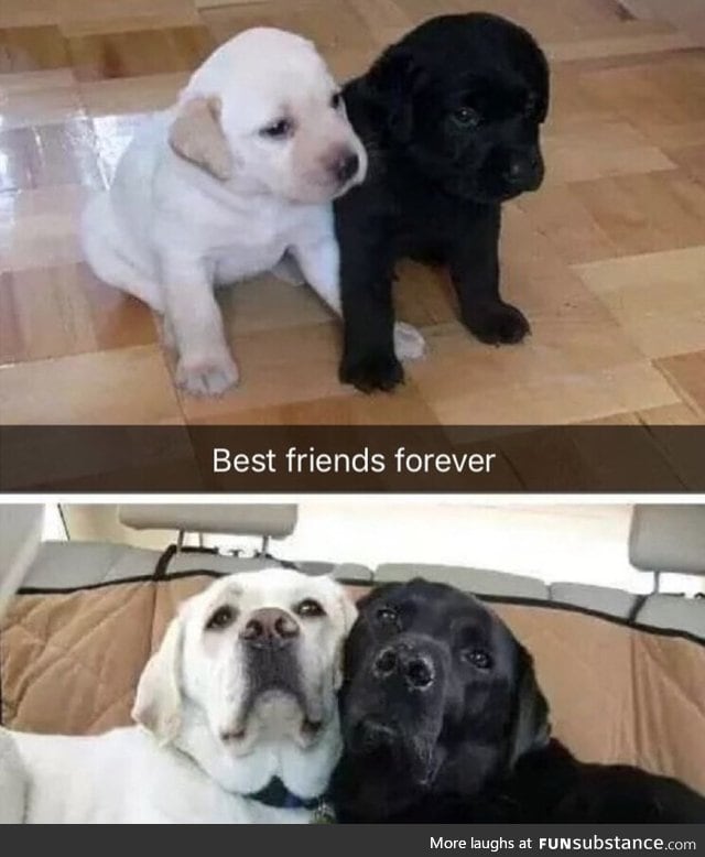 BFF