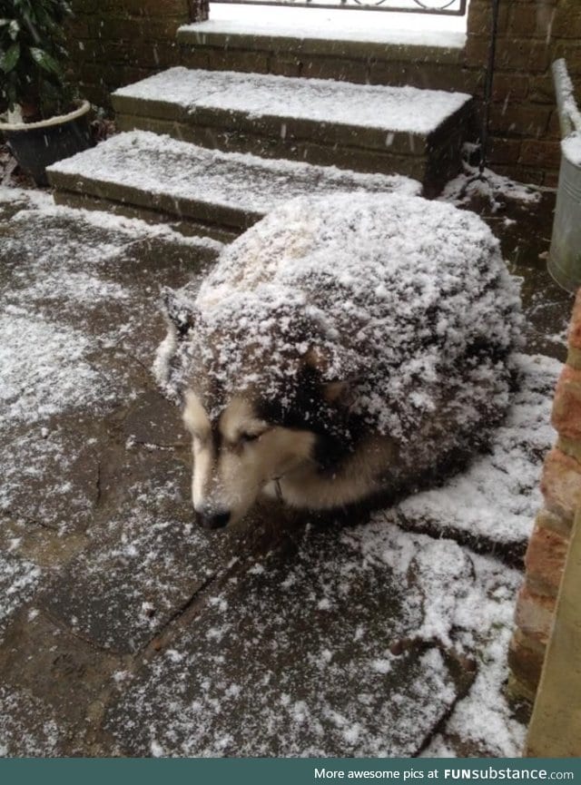 Dog or hedgehog?