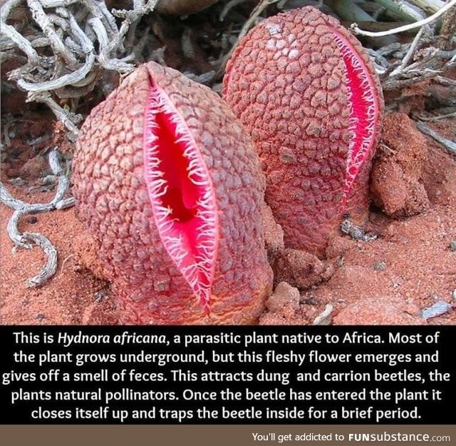 Hydnora africana