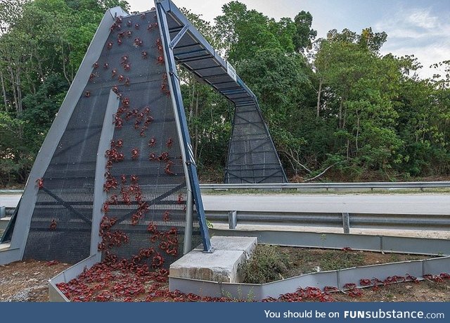 Every year, millions of red crabs migrate across Christmas Island to lay their eggs