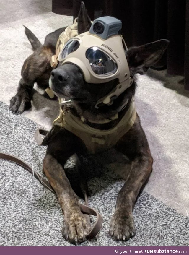 Tactical doggo with helmet cam