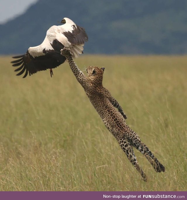 Leopard leaping to snatch a stork out of the air