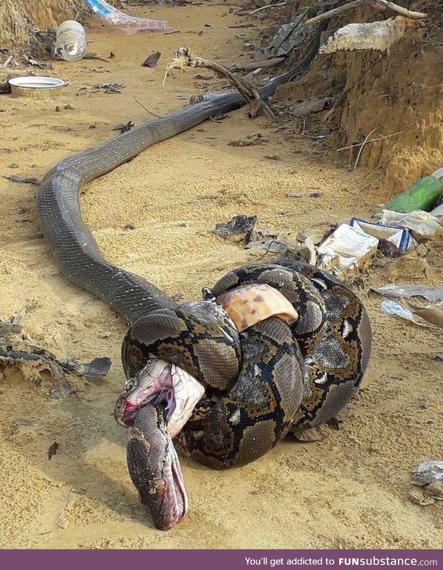 Royal cobra and python fighting. Python dying from the bite of the cobra and cobra dying