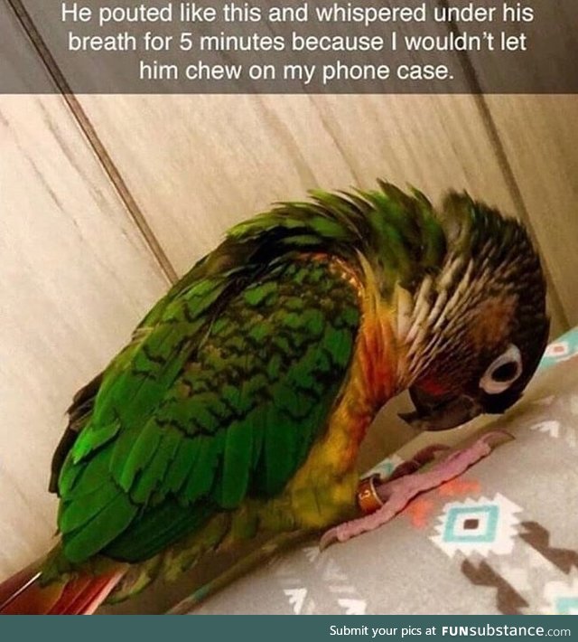 Spoiled bird