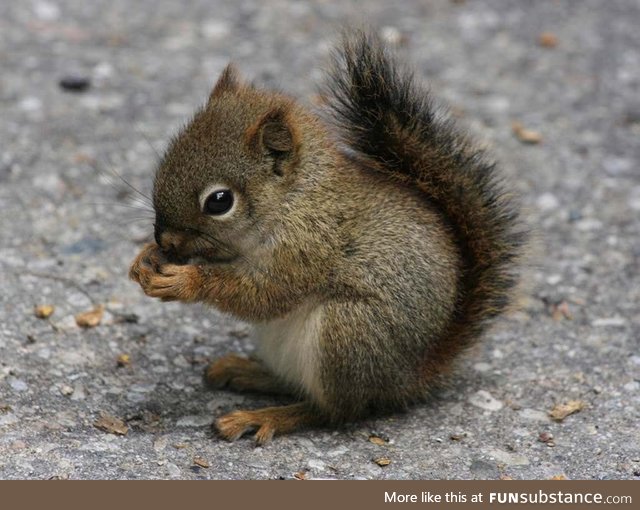 Cute Tiny Squirrel Playing In the Garden