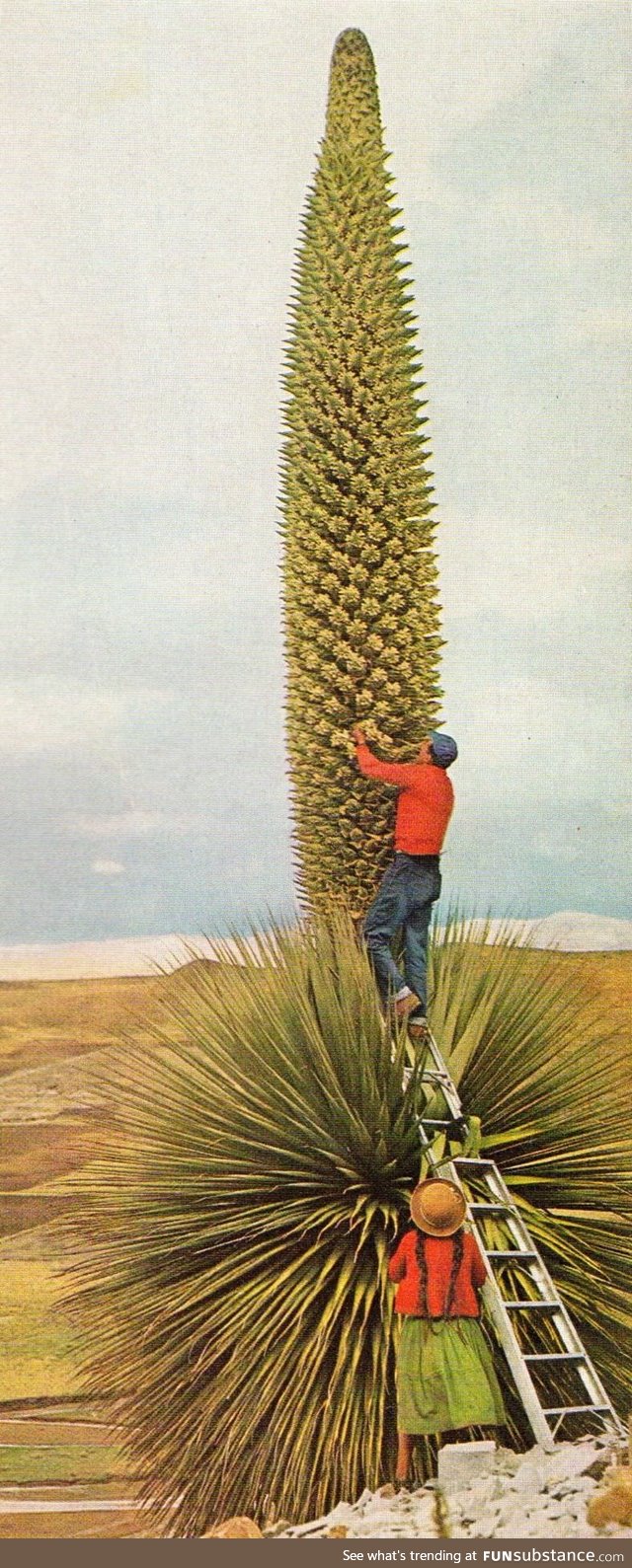 A blooming Queen of the Andes cactus, each node is made of dozens of flowers