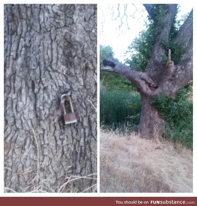 The tree is locked