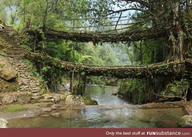 A 2 level Living Root Bridge, Cherrapunjee, North Eastern India