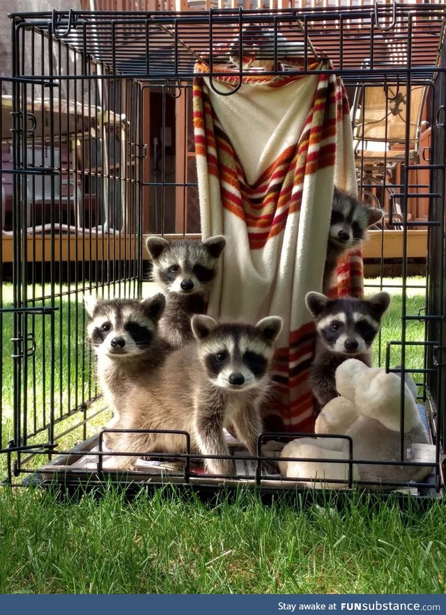 Baby raccoons pose for picture day