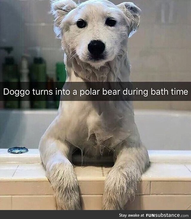 It's a polar dog