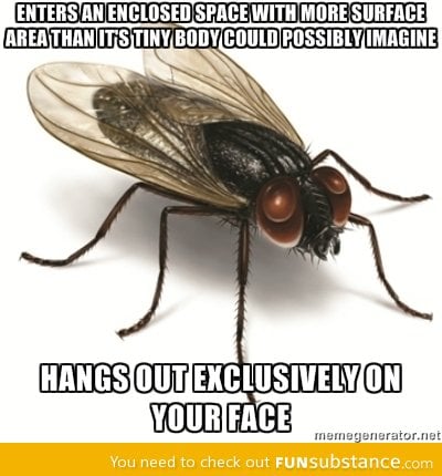 Scumbag housefly