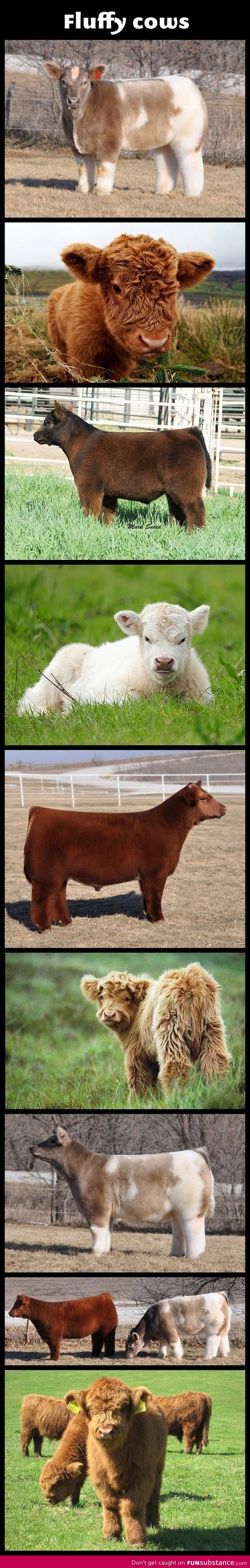 Fluffy cows