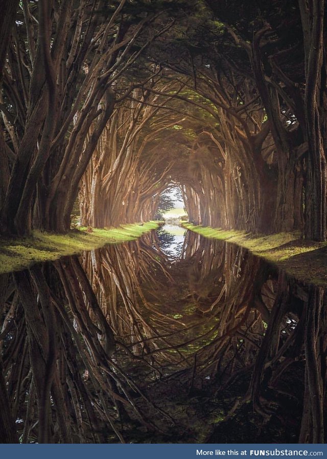 Cypress tree tunnel