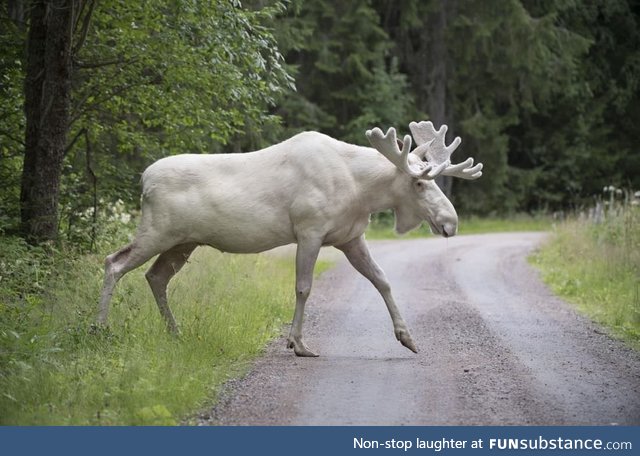 Albino Moose [Photo by Hans Nilsson, Värmland, Sweden]