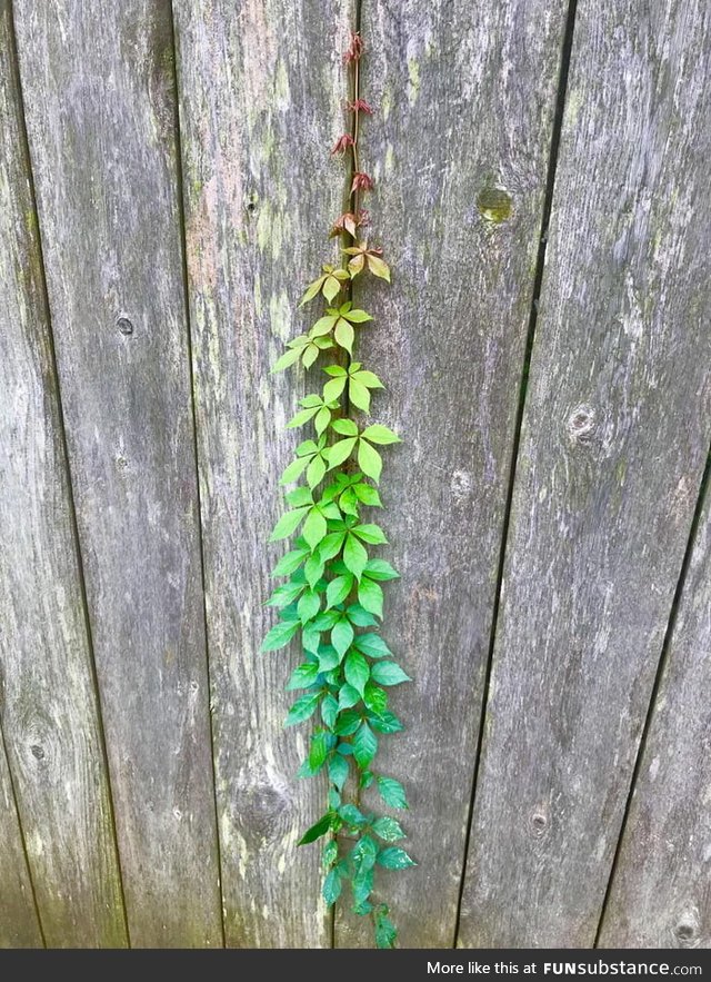 The colors of this vine